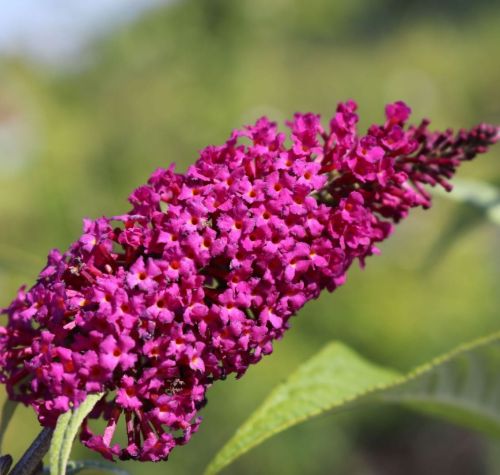 Buddleja Davidii SUMMER BEAUTY