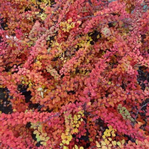 Berberis ORANGE CARPET