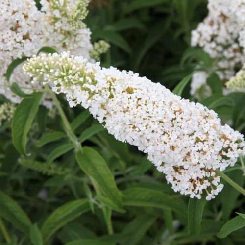 Buddleja Davidii WHITE PROFUSION