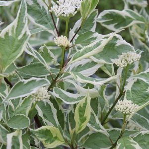 Cornus Alba ELEGANTISSIMA