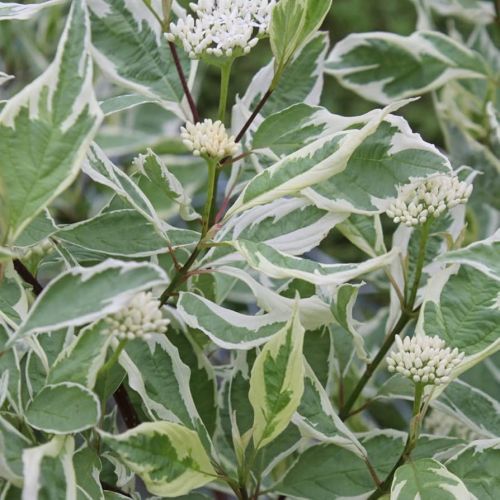 Cornus Alba ELEGANTISSIMA