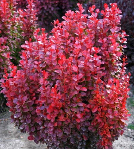 Berberis RED TOWER