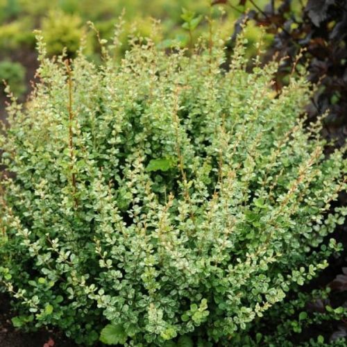 Berberis  POWWOW