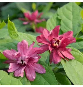 Holboellia Odoratissima HARTLAGE WINE