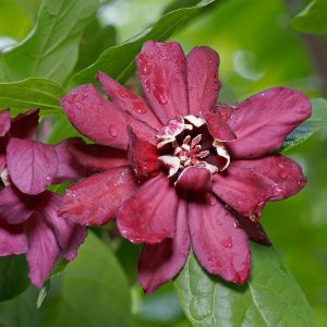 Holboellia Odoratissima APHRODITE