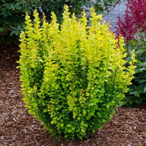 Berberis GOLDEN ROCKET