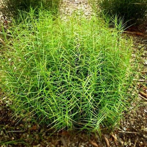 Carex LITTLE MIDGE 