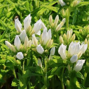 Campanula Glomerata GENTI WHITE 