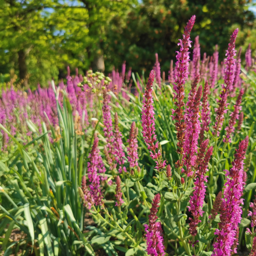 Salvia omszona PINK BEAUTY 