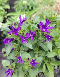 Campanula Glomerata BLUE CROWN