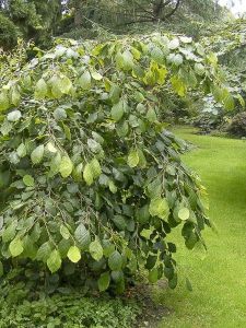 Hamamelis PENDULA auf Stamm
