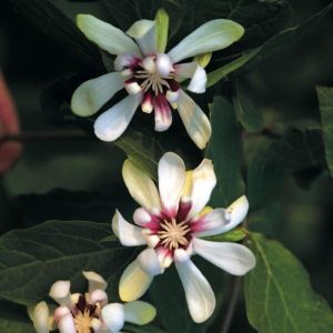 Holboellia odoratissima BIAŁY