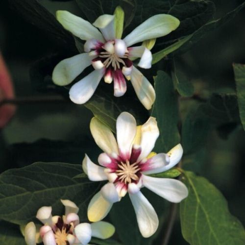Holboellia odoratissima BIAŁY