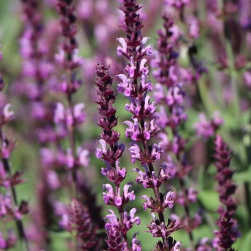 Salvia omszona AMETHYST