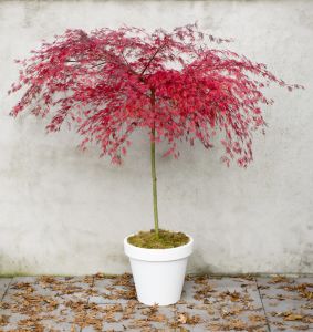 Acer Palmatum GARNET auf Stamm
