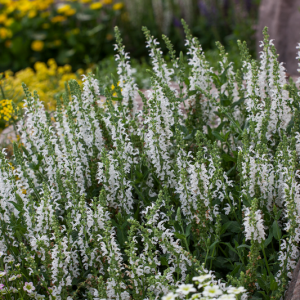 Salvia omszona DEEP WHITE