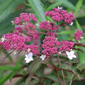 Hydrangea Aspera ROSEMERY FOSTER