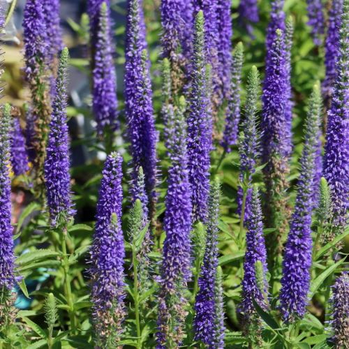 Veronika ULSTER DWARF BLUE