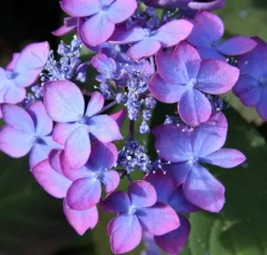 Hortensie Paniculata MAGIC SUNSET