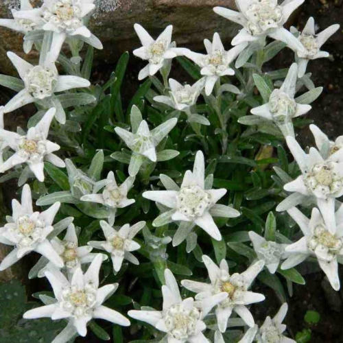 Edelweiss MAY SNOW