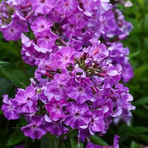 Phlox EARLY PURPLE