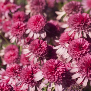 Echinacea SOUTHERN BELLE