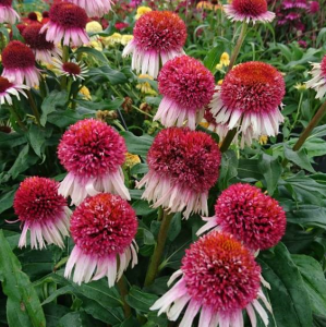 Echinacea STRAWBEERY AND CREAM