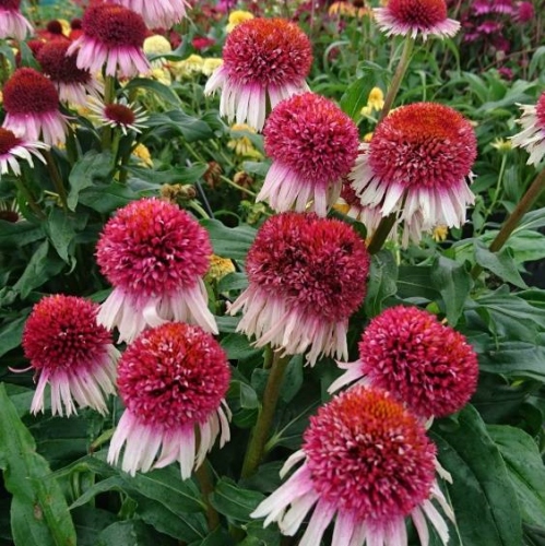 Echinacea STRAWBEERY AND CREAM