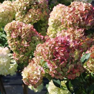 Hortensia PETITE CHERRY