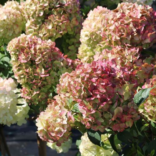 Hortensia PETITE CHERRY