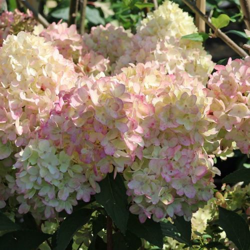 Hortensia PETITE FLORI