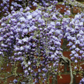 Wisteria Glicynia BLACK DRAGON