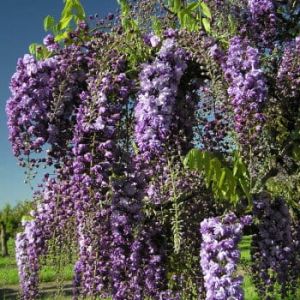 Wisteria BLACK DRAGON 160 cm VEREDELT