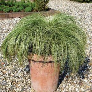 Haar-Palme AMAZON MIST