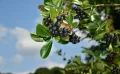 Aronia czarna GALICJANKA