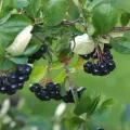 Aronia czarna GALICJANKA