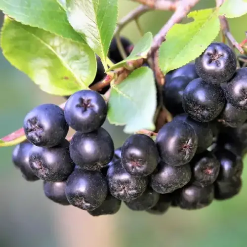 Schwarzen Aronia GALICJANKA