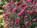 Aster Nowobelgijski NERON