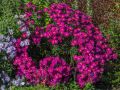 Aster Nowobelgijski NERON