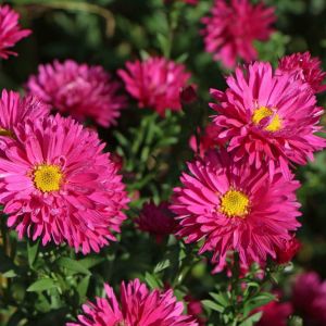 Neuen Belgischen Aster NERON