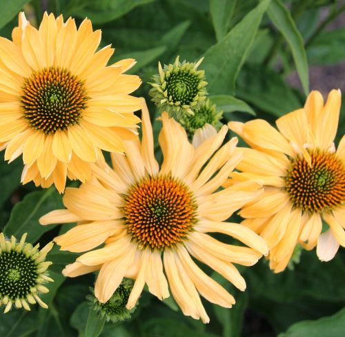 Echinacea ALOHA