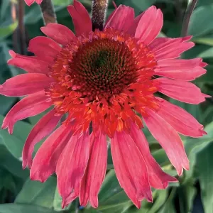 Echinacea CARA MIA SPACY
