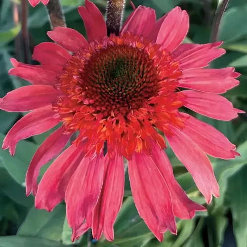 Echinacea CARA MIA SPACY