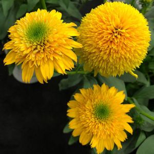 Echinacea CARA MIA YELLOW