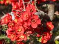 Pigwowiec CRIMSON AND GOLD