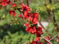 Pigwowiec CRIMSON AND GOLD
