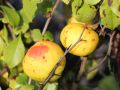 Pigwowiec CRIMSON AND GOLD