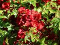 Pigwowiec CRIMSON AND GOLD