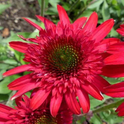 Echinacea SUNNY DAYS RUBY