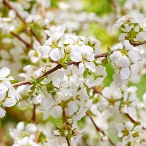 Pflaumenblättrigen Spiraea GOLDFIRE